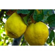 Саженец Айва Румо (грушевидная)